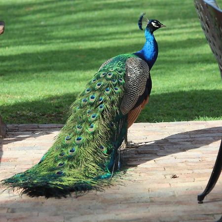 Argyll B&B Oudtshoorn Exteriör bild