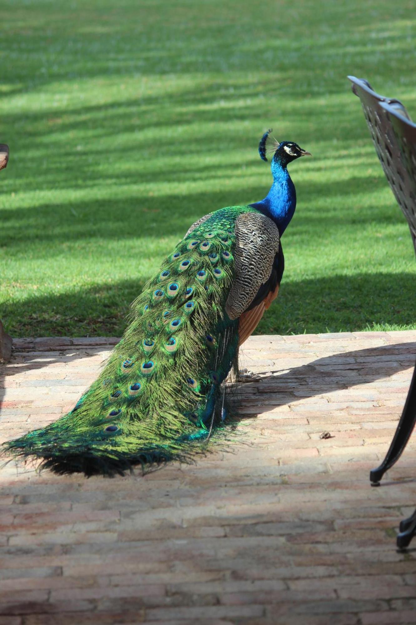 Argyll B&B Oudtshoorn Exteriör bild